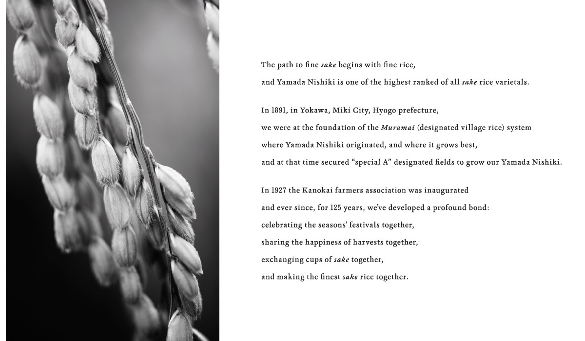 The path to fine sake begins with fine rice, and Yamada Nishiki is one of the highest ranked of all sake rice varietals.